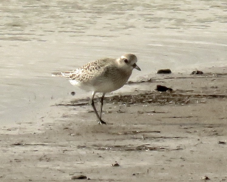 grey plover